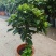 基地直供栀子花盆栽90#160#230#