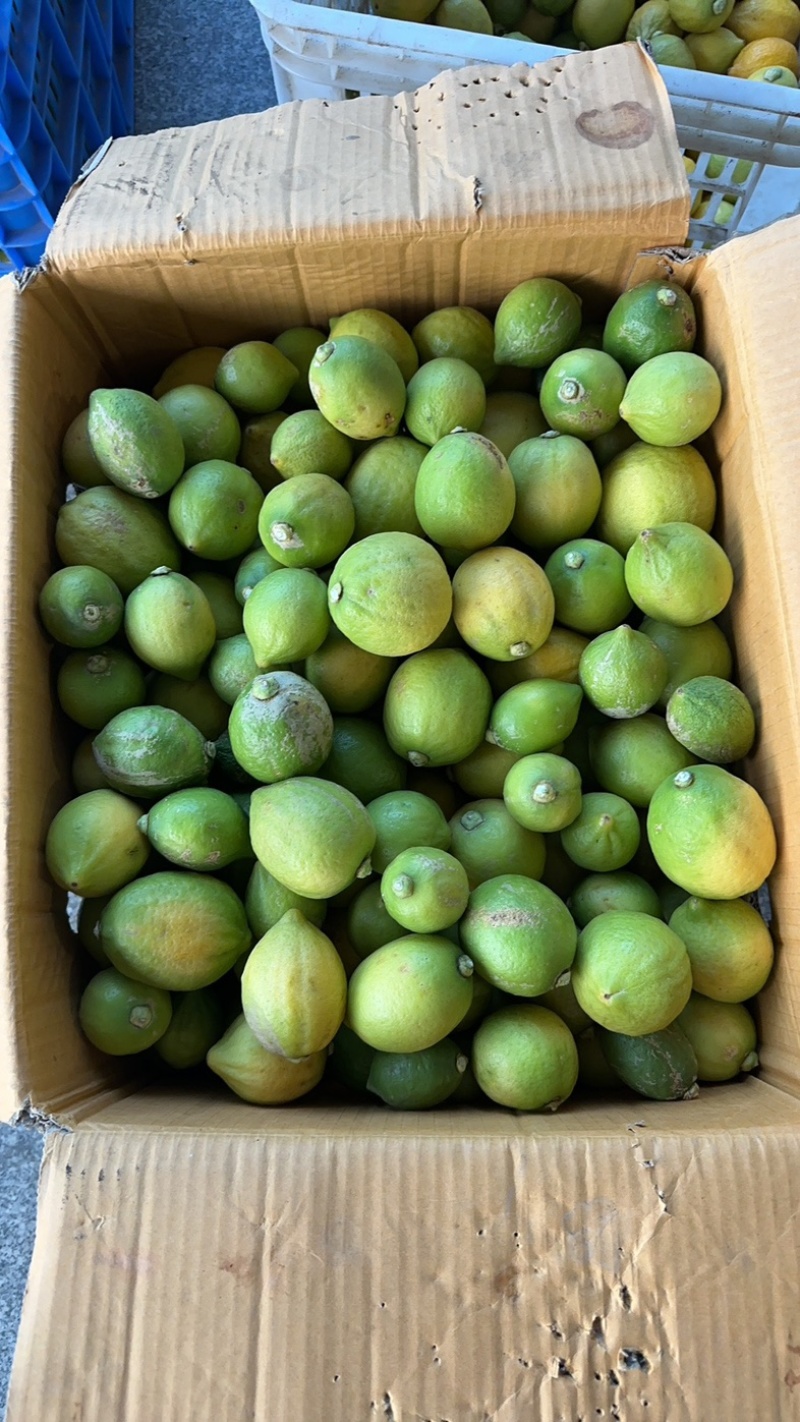 大量广东香水柠檬什么级别都有