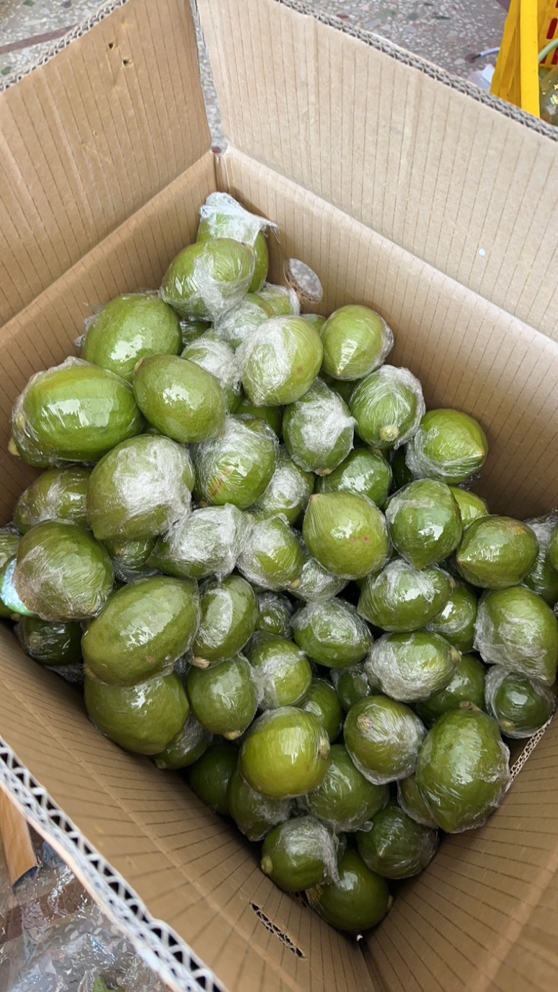 大量广东香水柠檬什么级别都有