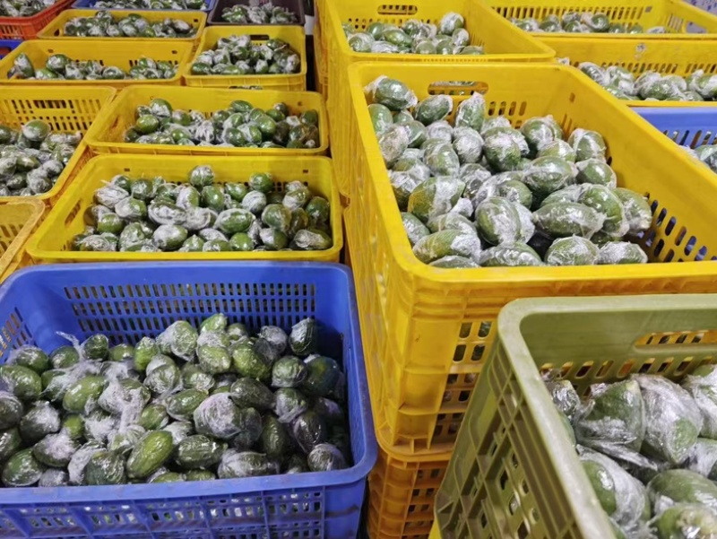 大量广东香水柠檬什么级别都有