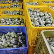 大量广东香水柠檬什么级别都有