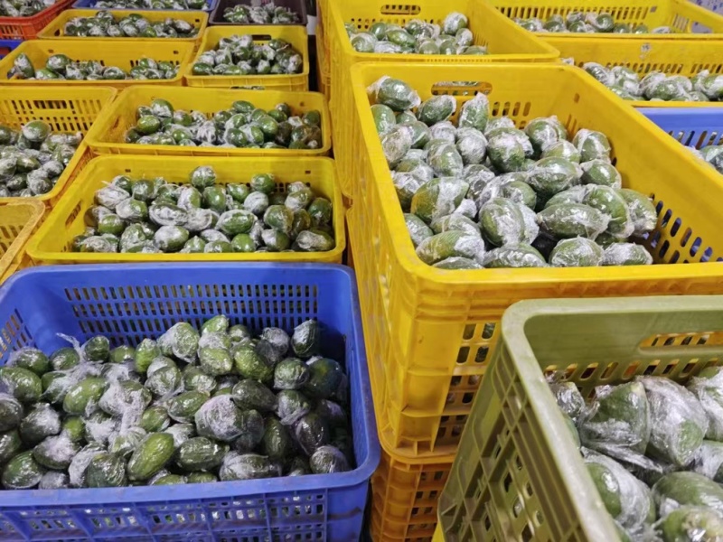 大量广东香水柠檬什么级别都有