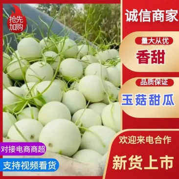 山东莘县产地，玉菇甜瓜口感软糯香甜适合老人孩子的