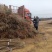 金叶榆全国**的金叶榆繁育基地金叶榆产地直销