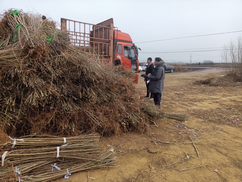 金叶榆全国**的金叶榆繁育基地金叶榆产地直销