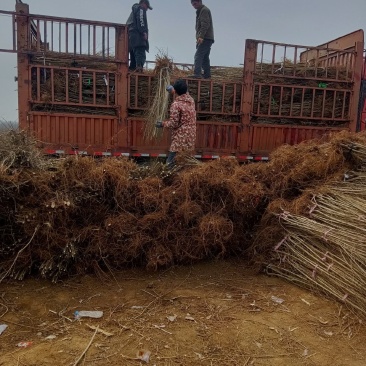 金叶榆哪里有金叶榆产地直销大量金叶榆基地