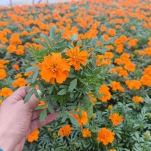 120杯孔雀草品质保证基地直发量大从优