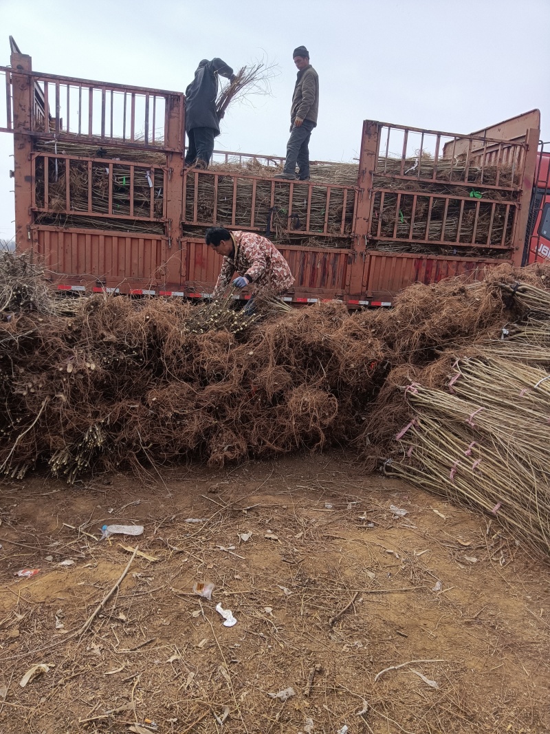 金叶榆哪里有金叶榆产地直销大量金叶榆基地