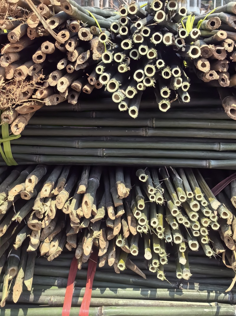 菜架竹场地批发豆角架，圣女果，爬苗架杆