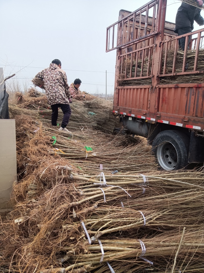 中国金叶榆河北金叶榆山东金叶榆甘肃金叶榆青海金叶