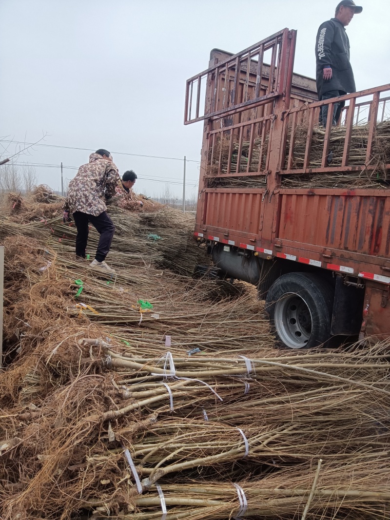 中国金叶榆河北金叶榆山东金叶榆甘肃金叶榆青海金叶