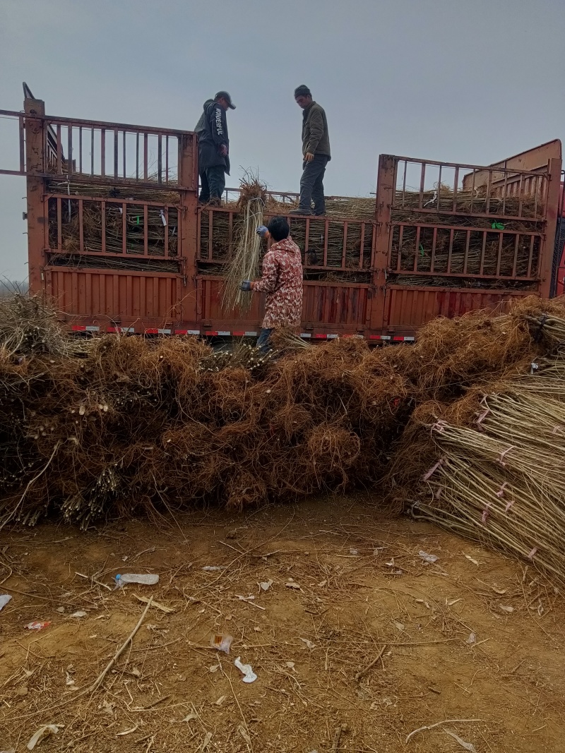 中国金叶榆河北金叶榆山东金叶榆甘肃金叶榆青海金叶