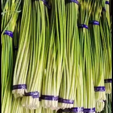 干白帽蒜苔临沂郯城白帽蒜苔供应中