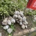 川佛手苗种植基地一手货源中药材种植源头基地