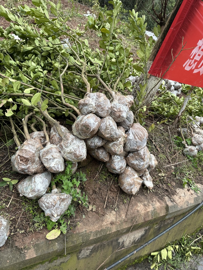 川佛手苗种植基地一手货源中药材种植源头基地