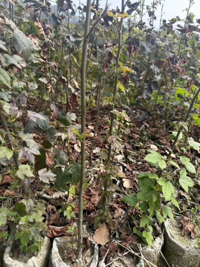 枫香杯苗，量大质优，欢迎大家前来采购，可以视频看货
