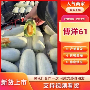 山东莘县产区博洋61上市中嚷口好口味嘎嘎甜，皮薄肉厚多汁