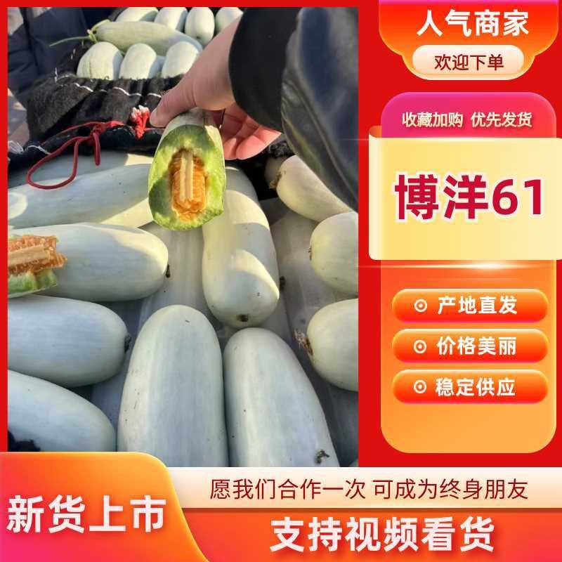 山东莘县产区博洋61上市中嚷口好口味嘎嘎甜，皮薄肉厚多汁