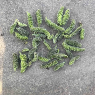 构树穗