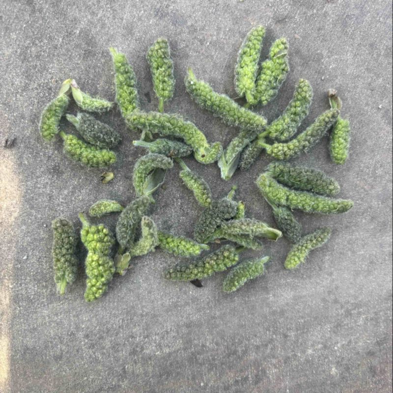 构树穗