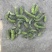 构树穗