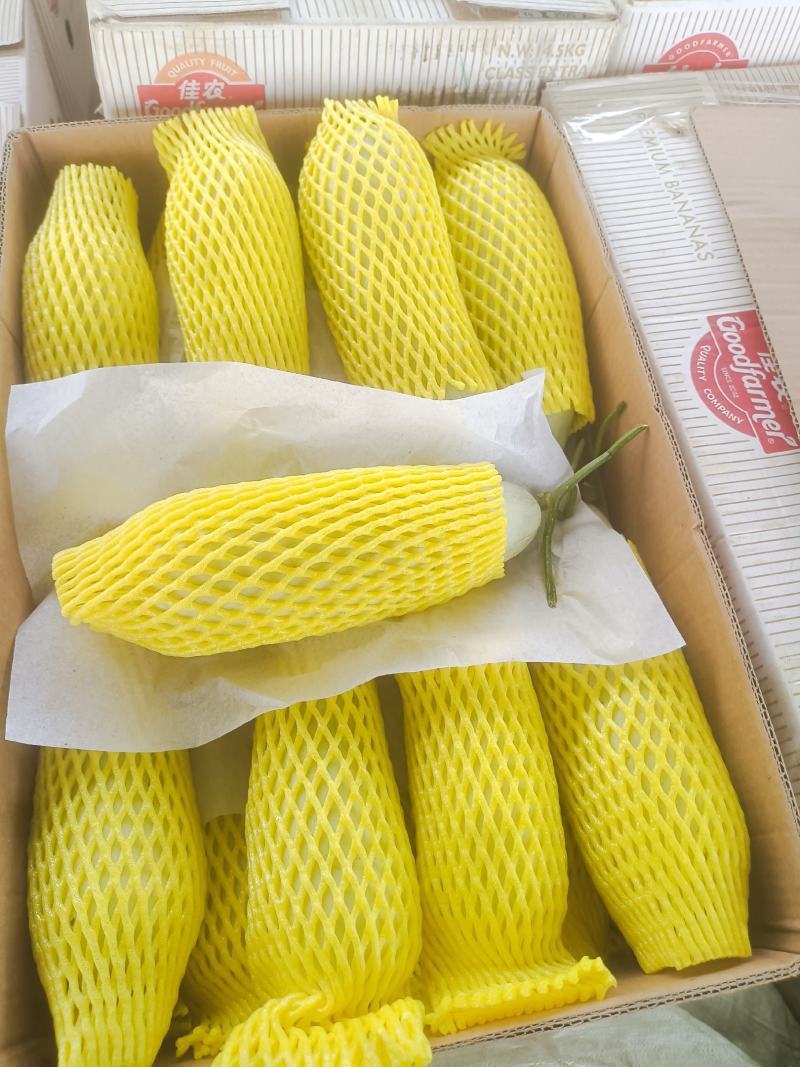 山东莘县产区博洋61上市中嚷口好口味嘎嘎甜，皮薄肉厚多汁