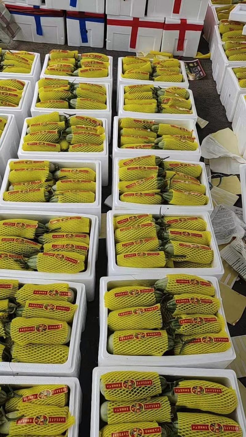 山东莘县产区博洋61上市中嚷口好口味嘎嘎甜，皮薄肉厚多汁