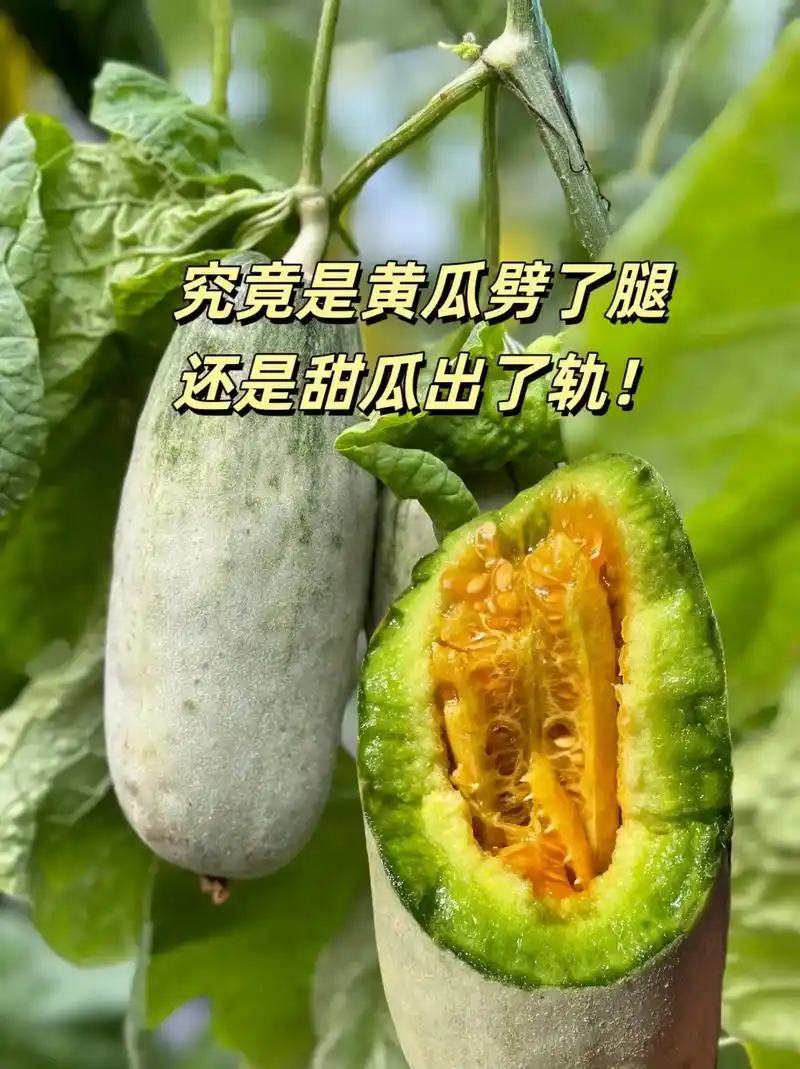 山东莘县产区博洋61上市中嚷口好口味嘎嘎甜，皮薄肉厚多汁