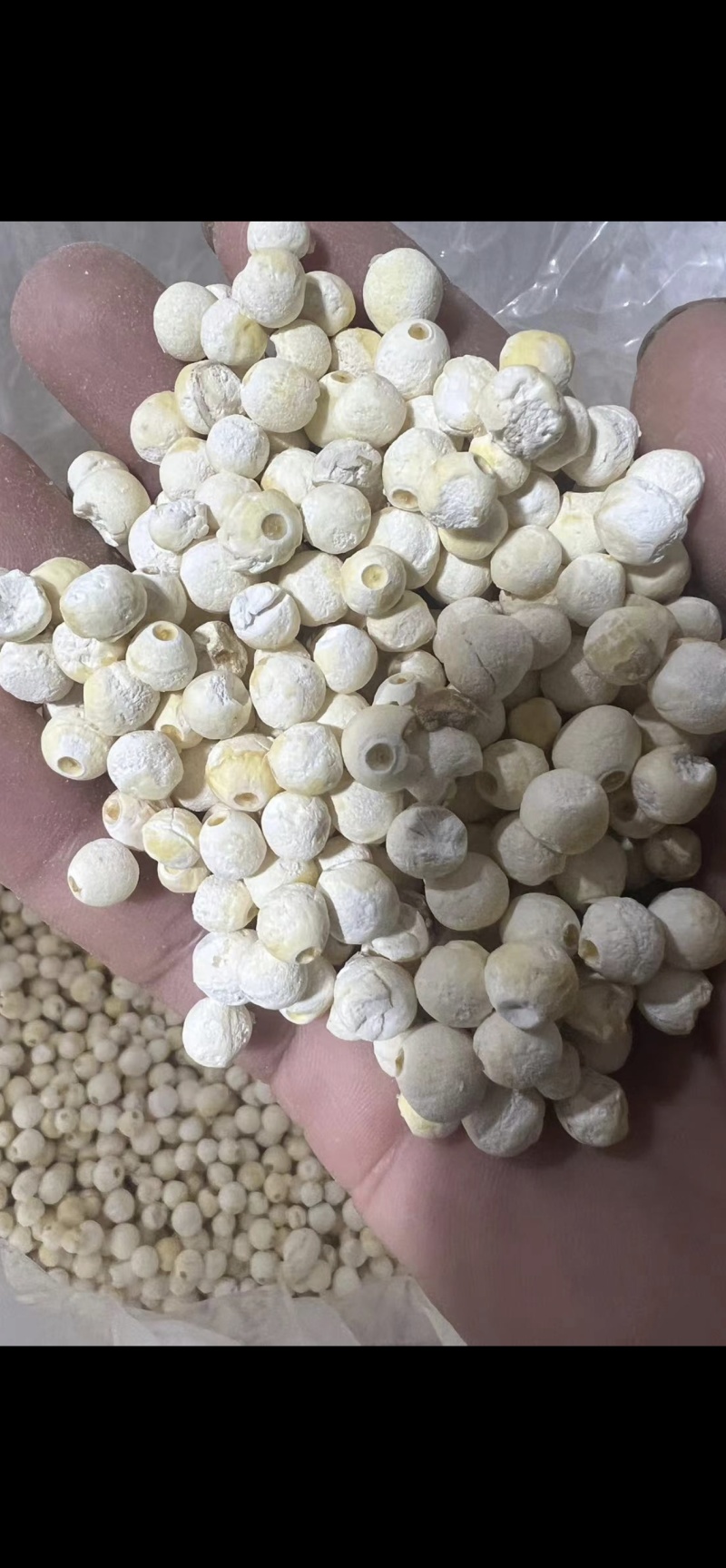 茨实，价格优惠，全国发货！