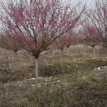 基地大量出售5-15公分红梅，规格齐全