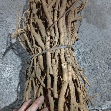 大通草根