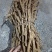 大通草根