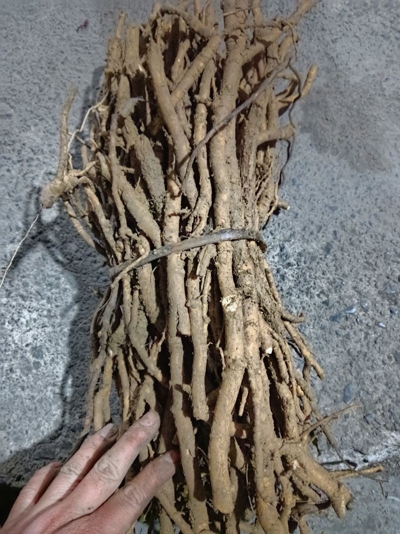 大通草根