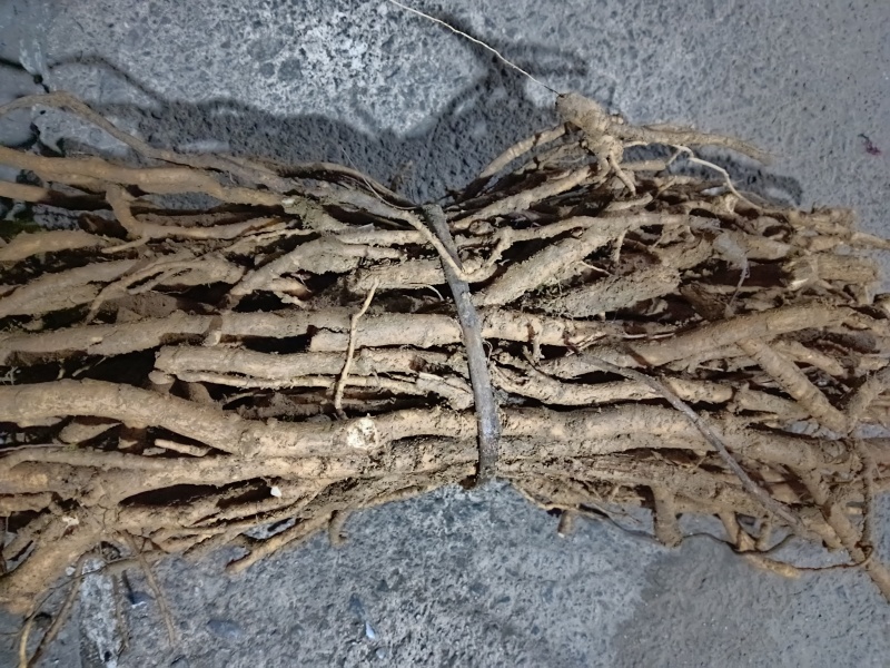 大通草根