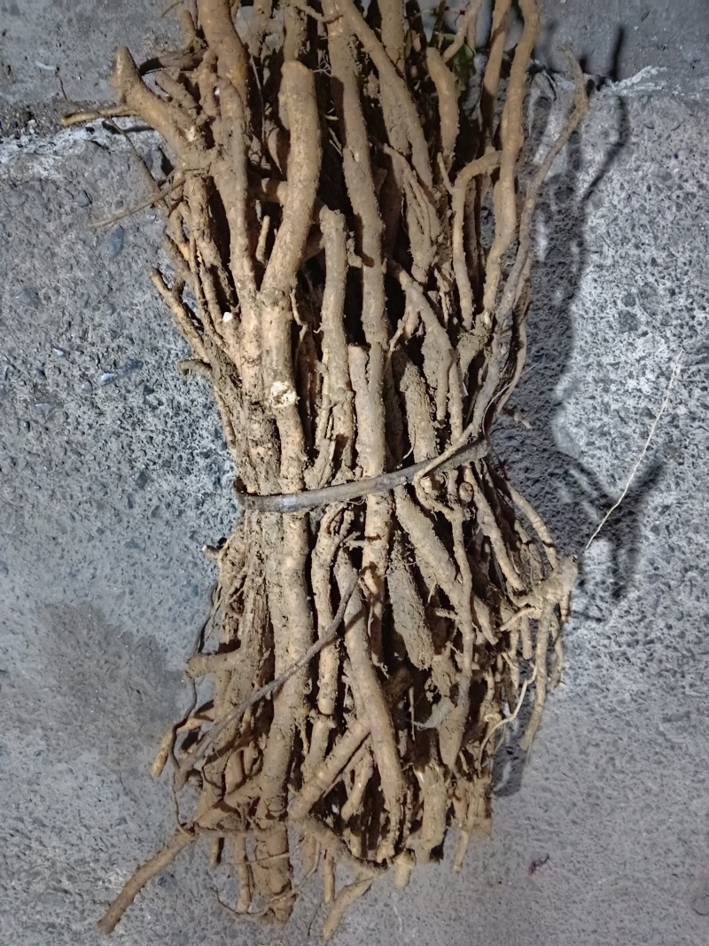 大通草根