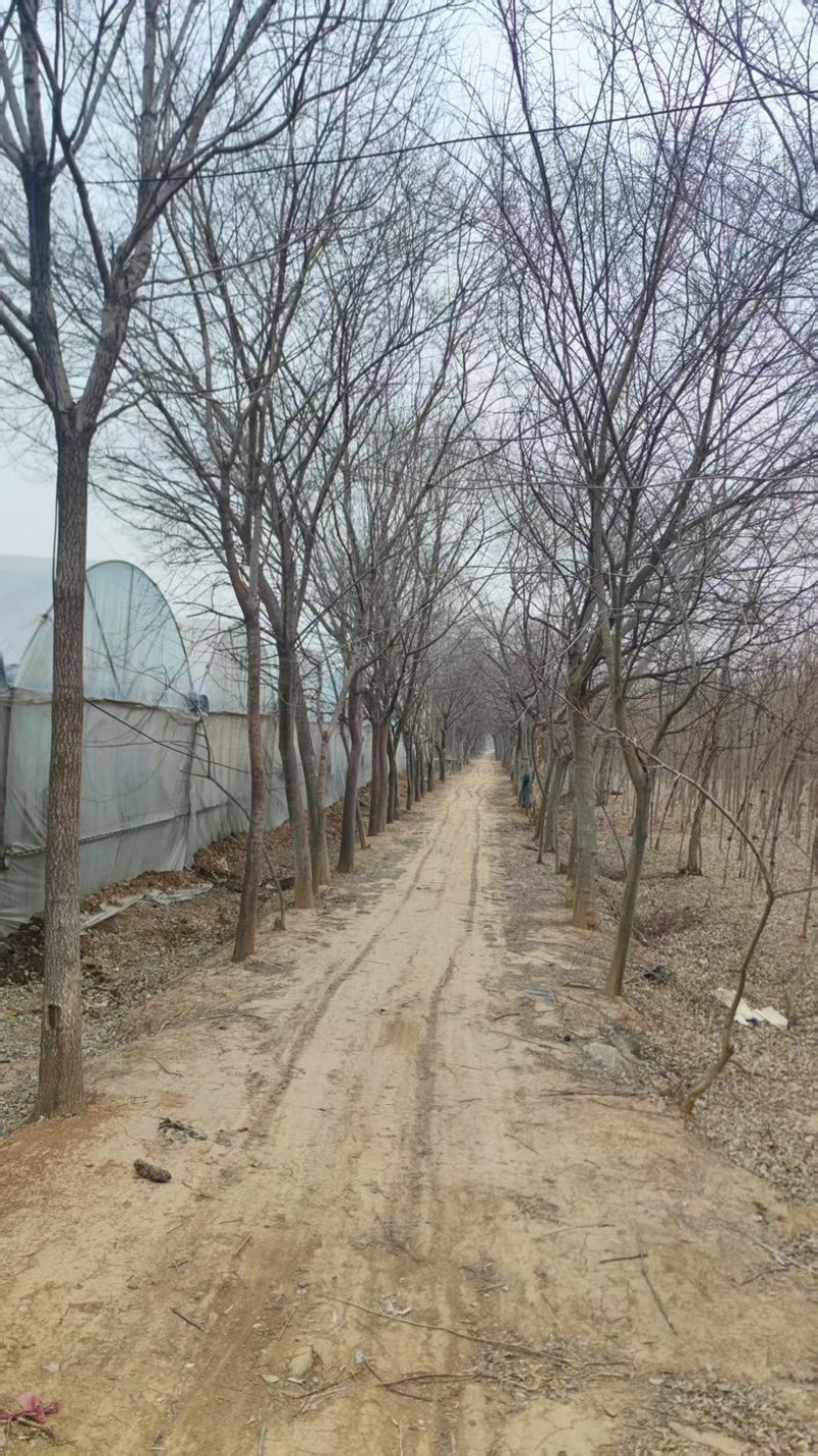 山东青檀树摇钱树量大价优品种齐全规格多价格可谈