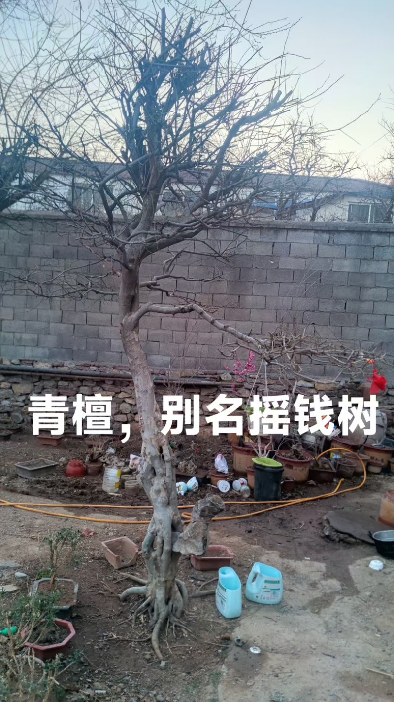 山东青檀树摇钱树量大价优品种齐全规格多价格可谈