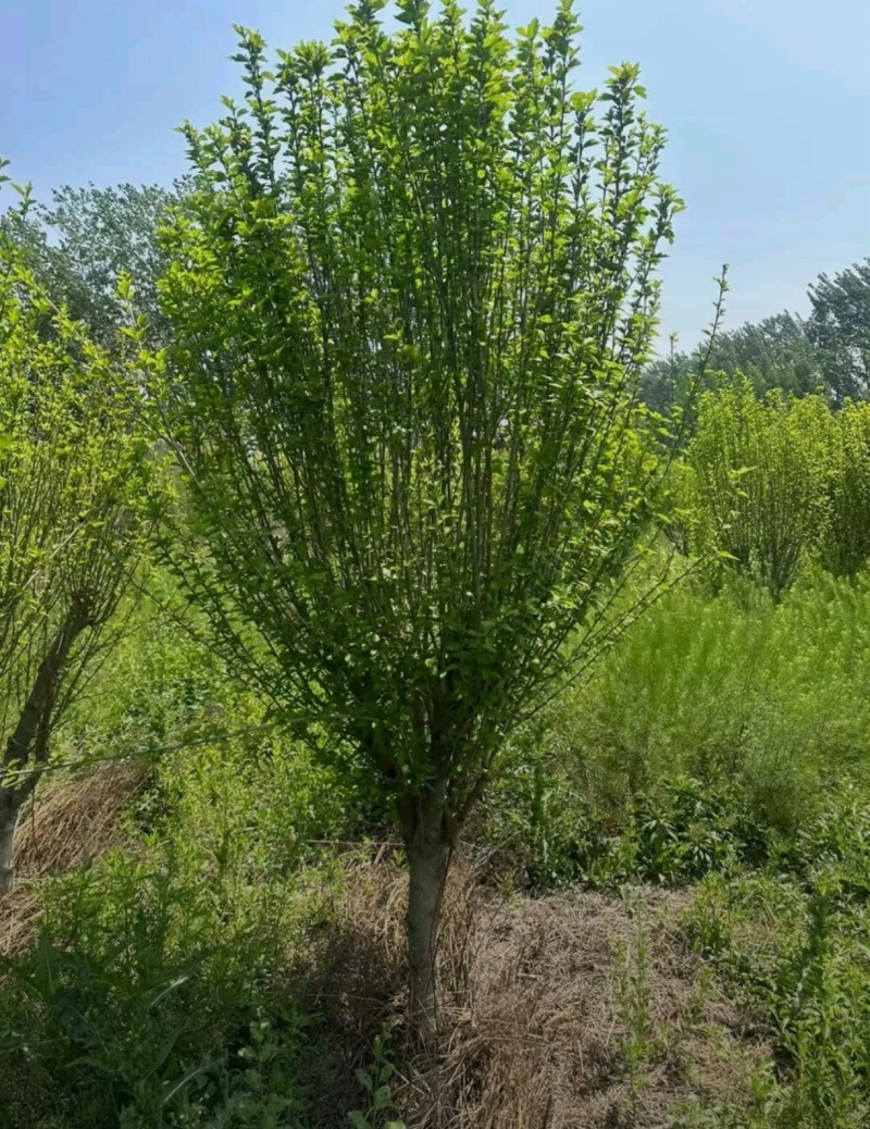 苗圃大量出售3-10公分木槿