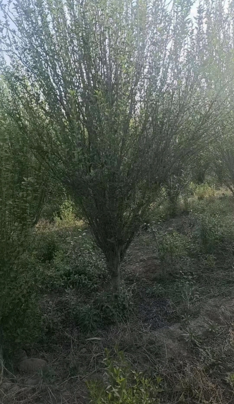 苗圃大量出售3-10公分木槿
