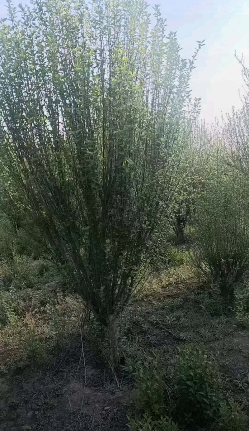 苗圃大量出售3-10公分木槿