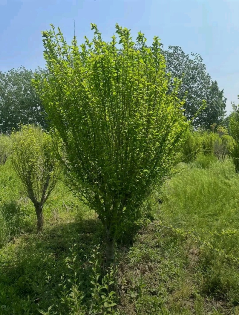 苗圃大量出售3-10公分木槿