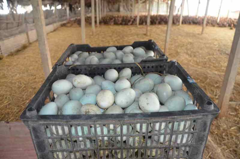精品鸭蛋量大从优自家养殖全国可发现货对接各大电