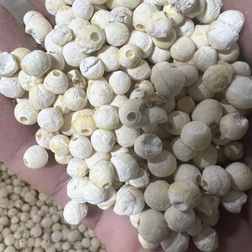茨实，价格优惠，全国发货！