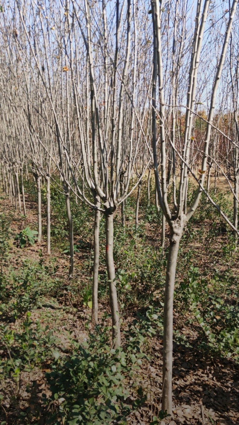苗圃大量出售，3-10规格西湖海棠