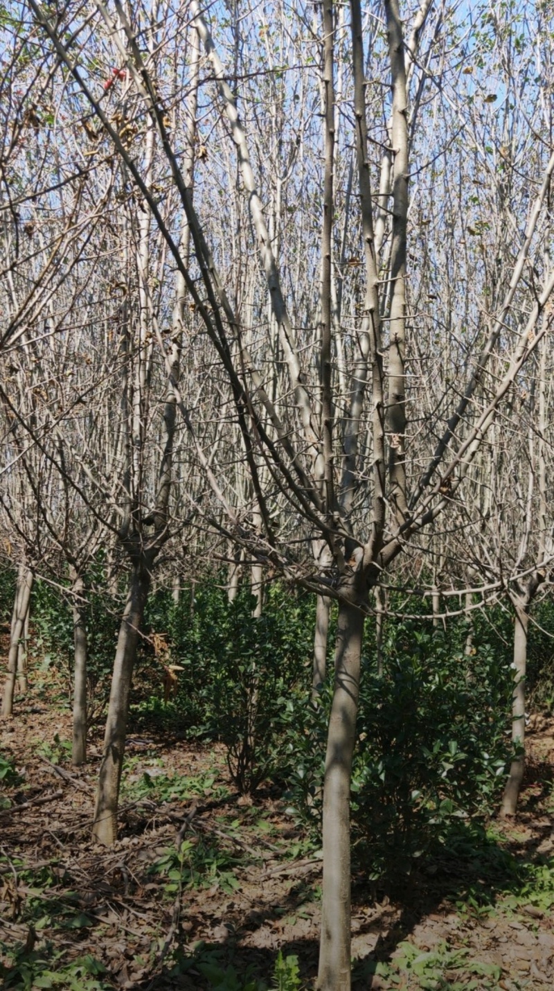 苗圃大量出售，3-10规格西湖海棠