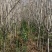 苗圃大量出售，3-10规格西湖海棠