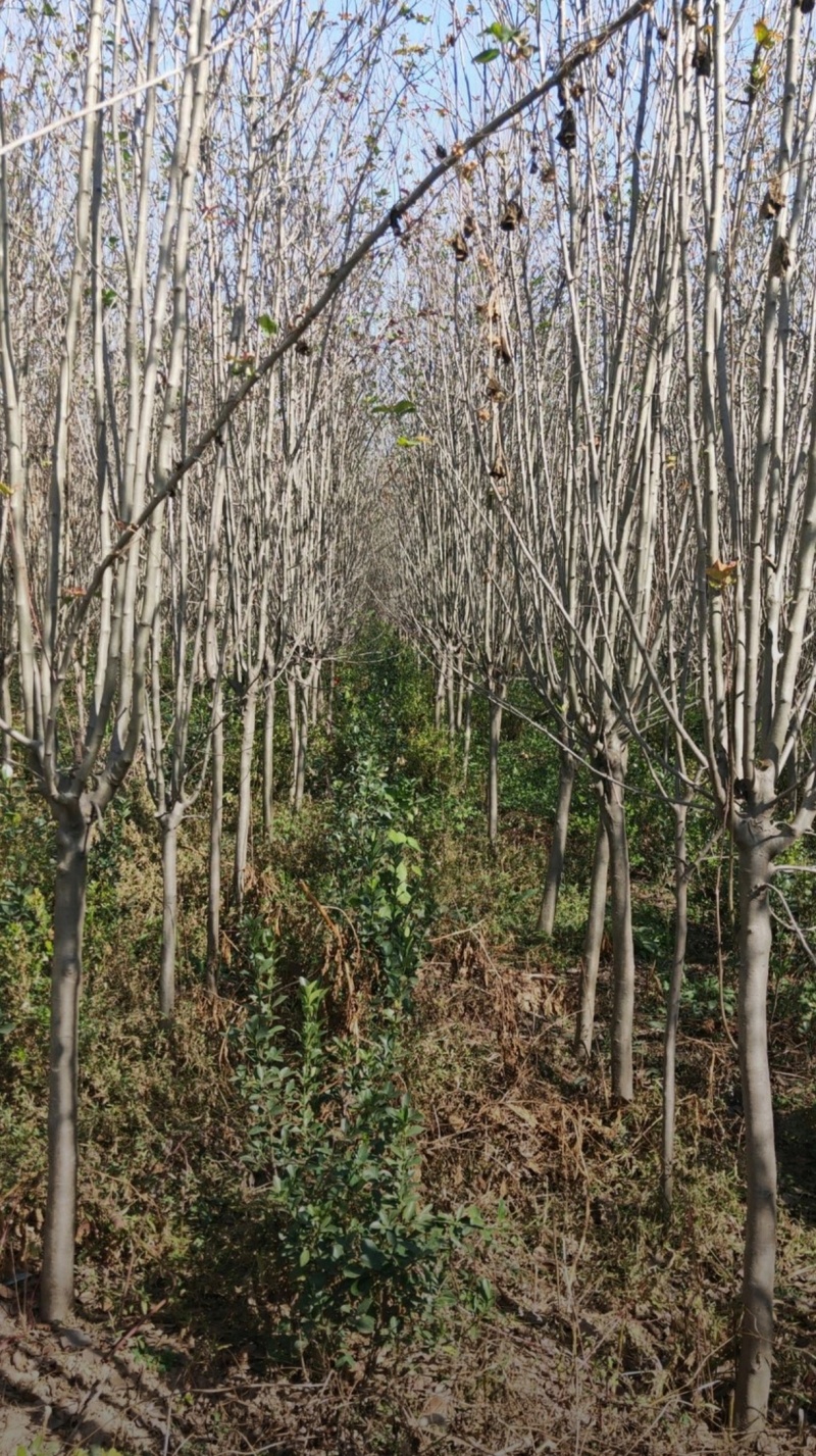 苗圃大量出售，3-10规格西湖海棠