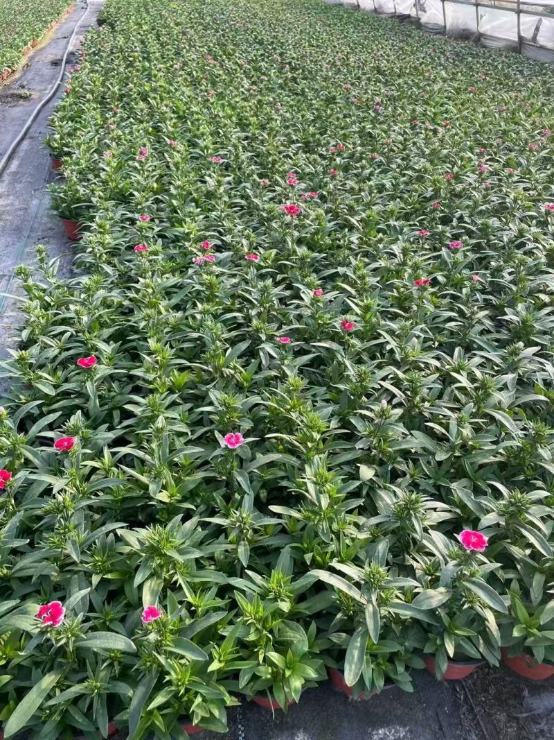 120杯常夏石竹品质保证基地直发