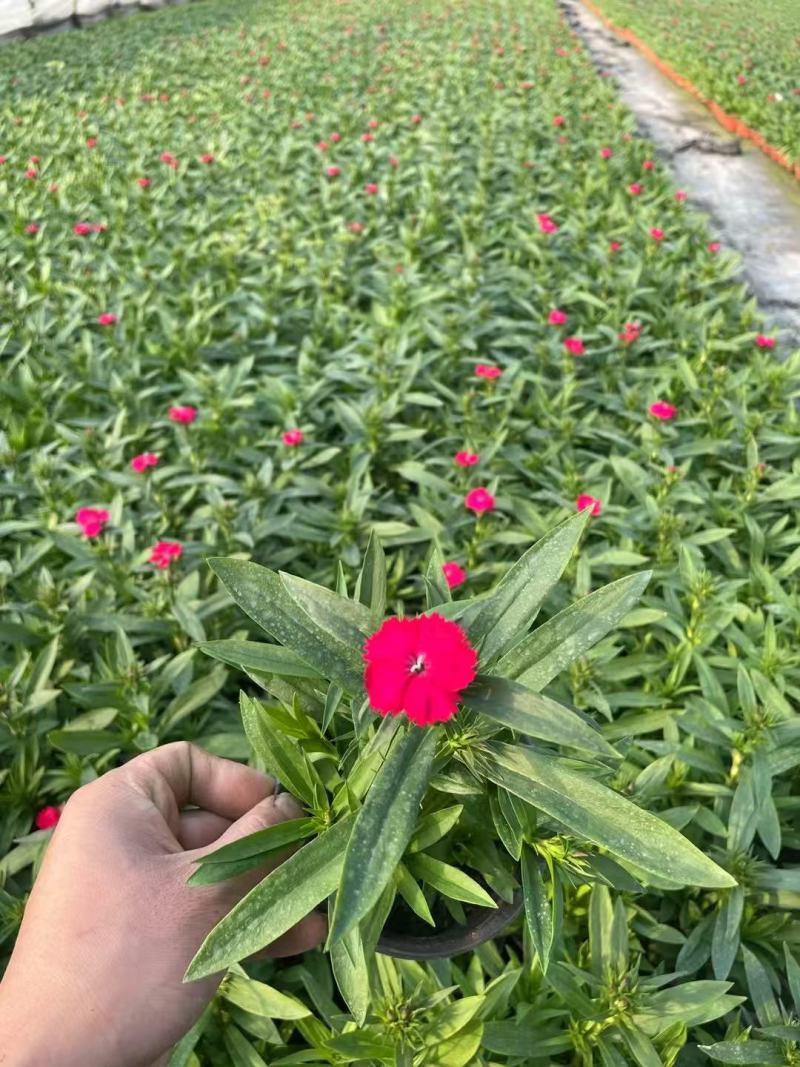 120杯常夏石竹品质保证基地直发