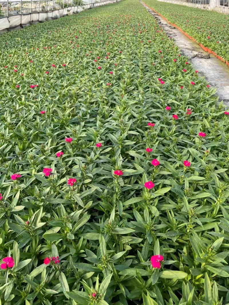 120杯常夏石竹品质保证基地直发